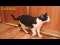 BRRR !! Сat funny reaction to the nose touching the cold