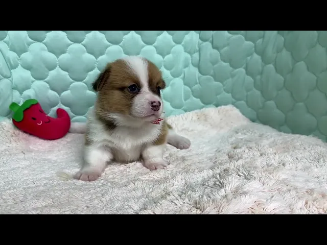 動画