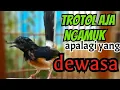 Lagu PANCINGAN MURAI BATU TROTOL supaya   NGEPLONG gacor DAN AKTIF BUNYI !! SINGING BIRDS // SOUNDS BIRD