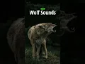 Download Lagu Wolf Howling in the Wild | Real Nighttime Sounds for Relaxation \u0026 Ambience #shorts