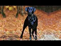 Labradane Meet the Gentle Giant the Labradane AKA the Great Dane Lab Mix