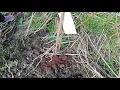 Download Lagu Uien en mierikswortel poten bij de perzikboom, amandelboom en abrikozenboom