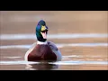 Duck Quack | Ringtones for Android | Animal Ringtones
