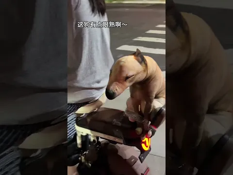 This dog doll looks like a real dog hahaha
