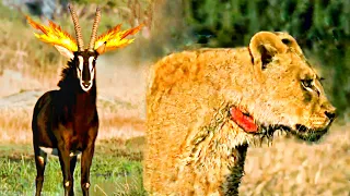 Sable antelopes vs lions and wild dogs... the full story