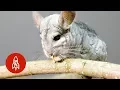 The Adorable Long-Tailed Chinchilla Fights to Survive