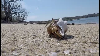 E41: Exploring the Beaches of Panama During Corona