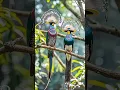 Download Lagu suara unik burung #shorts #faktamenarik #burung