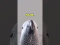 Download Lagu Burung beo membuat suara notifikasi Samsung 🦜😂