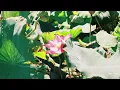 Rin Ishiyama -Lotus Flower-  [Lo-fi hip-hop / Post Rock / Electro / Instrumental]