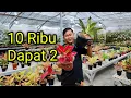 Download Lagu OBRAL AGLONEMA MURAH CUMA 5 RIBUAN❗Pusat Tanaman Hias Aglonema