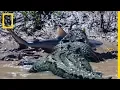 Download Lagu Un crocodile se bat contre un requin-bouledogue
