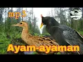 Download Lagu Suara pikat burung Ayam-ayaman sawah TOP