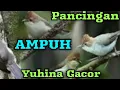 Download Lagu Suara burung yuhina paling istimewah cocok untuk masteran, terapi, pancingan dan pikat
