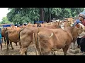 Download Lagu 13.700🔥OBRAL MURAH BABON SUSON \u0026 HAMILAN | Pasar Tuban Terbaru