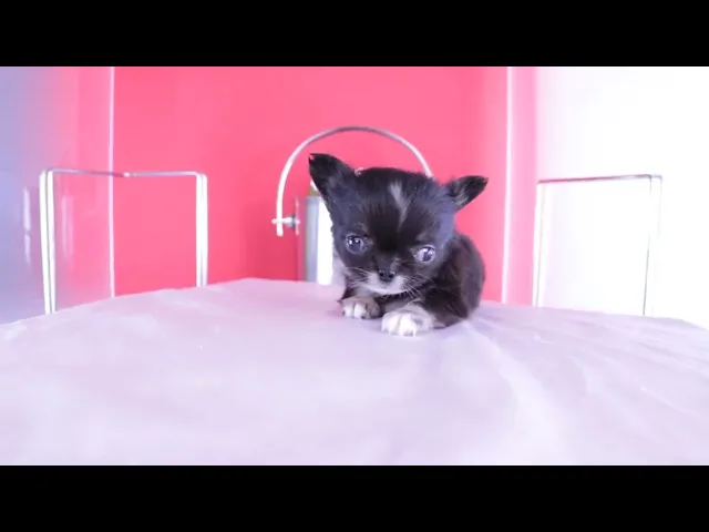 動画