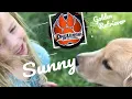 Wilmington Dog Trainers - Amazing Obedience in 1 Week Golden Retriever Sunny