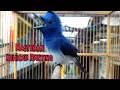 Download Lagu Kehicap Ranting Gacor Dipagi Hari||Cocok Untuk Masteran Burung Bahan Anda❗️❗️❗️