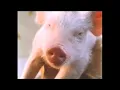 Download Lagu Babe Den Modiga Lilla Grisen (1995) VHS Trailer