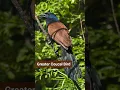 Lagu Greater Coucal Bird Sounds