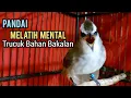 Download Lagu trucukan gacor NGEKEK tarung dan suara trucuk betina memanggil jantan ini sangat ampuh utk Pancingan