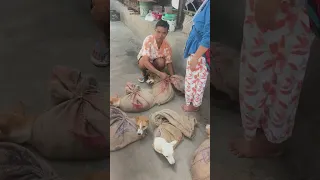 рджреАрдорд╛рдкреБрд░ рдХрд╛ рд╕реБрдкрд░ рдорд╛рд░реНрдХреЗрдЯредред рдЬрд╣рд╛рдВ рдкрд░ рдХреБрддреНрддрд╛ ,рдореЗрдВрдврдХ ,рдХреАрдбрд╝рд╛ ,рдордХреЛрдбрд╝рд╛ ,рд╕рднреА рдорд┐рд▓рддреЗ рд╣реИрдВредред
