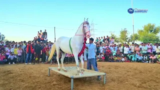 🐎🔥 Ghodi Dance Dekh Kar Sab Hairan 😱 New Rajasthani Song 2025 | Priyanshu Sihag #horse #ghodidance