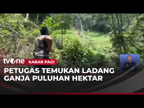 Penemuan Puluhan Hektar Ladang Ganja di Gayo Lues