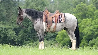 Cowboy TheHorseBay com