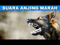 Download Lagu Efek Suara Anjing Marah | Angry Dog Sound Effects