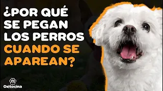  por qu los perros se quedan pegados cuando se aparean