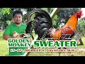 FARM VISIT GOLDEN MONKEY SWEATER - Mr Lyndon Taboada of LT Farm