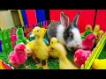 Download Lagu Menangkap Ayam lucu, Bebek, Ayam Warna Warni, Ayam Jago, Kelinci Lucu, Lobster, Marmut, Ayam Jago
