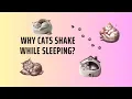 Cat shaking while sleeping What s normal and what s not