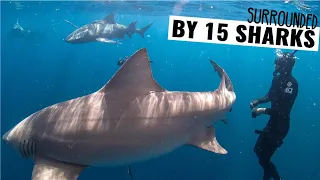 SWIMMING WITH SHARKS 🦈 Florida Boat Life Weekly Vlog Ep. 58