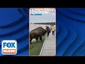 Don t Get Too Close Bison Charges At Yellowstone Tourist Who Tried To Touch It