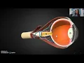 The Eye Anatomy and Vision - AP Psych