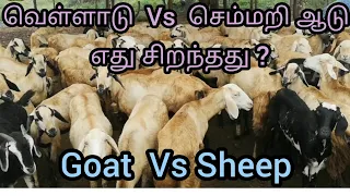 what is the difference between goat and sheep velladu vs semmari aadu aadu valarpu goatfarm
