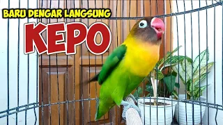 Download SUARA LOVEBIRD NGEKEK PANJANG Jitu Pancing Emosi, Labet Malas BUNYI Langsung Kepancing ikut NGEKEK MP3