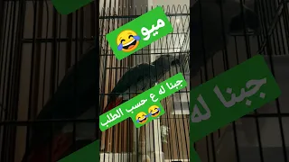 الببغاء والقطط لبينا رغبته Funny Parrot And Cats 