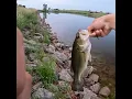 Download Lagu Senko for the kill! #senko #garyyamamoto #bigbaits #glidebait #bassfishing #largemouthbassfishing