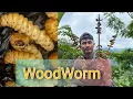 Download Lagu Searching for Woodworm#india #nagaland