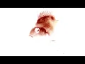 Alina Baraz & Galimatias - Show Me (Animated Video)