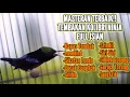 Download Lagu MASTERAN KONIN GACOR FULL TEMBAKAN MATERI MEWAH 100% COCOK BUAT PANCINGAN LOMBA KOLIBRI NINJA
