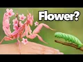 This Bug Pretends To Be a Flower To Hunt
