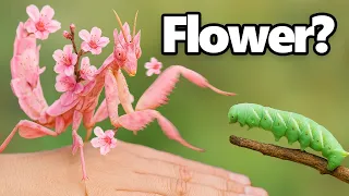 This Bug Uses Camouflage To Hunt (flower mantis)