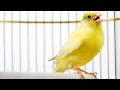 Download Lagu Masteran suara burung kenari 3 jam nonstop