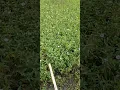 Download Lagu soon  makukuha din kita na palaka 🤣🤣