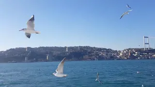 عاصي الحلاني أنا يا طير 