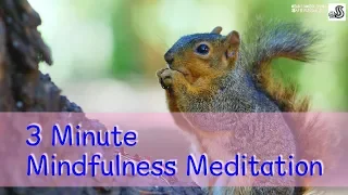 3-Minute Mindfulness Breathing Meditation With Cute Squirrels Relieve Stress